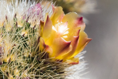 Cylindropuntia wolfii