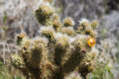 Cylindropuntia wolfii