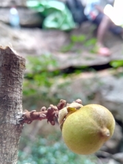 Plagioscyphus