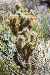 Cylindropuntia wolfii