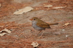 Catharus aurantiirostris