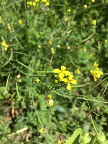 Diplotaxis catholica (Diplotaxis catholica)