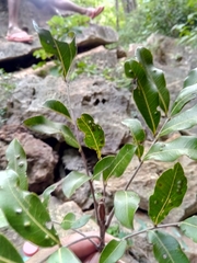Plagioscyphus