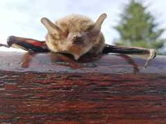 Cape Serotine photo 4