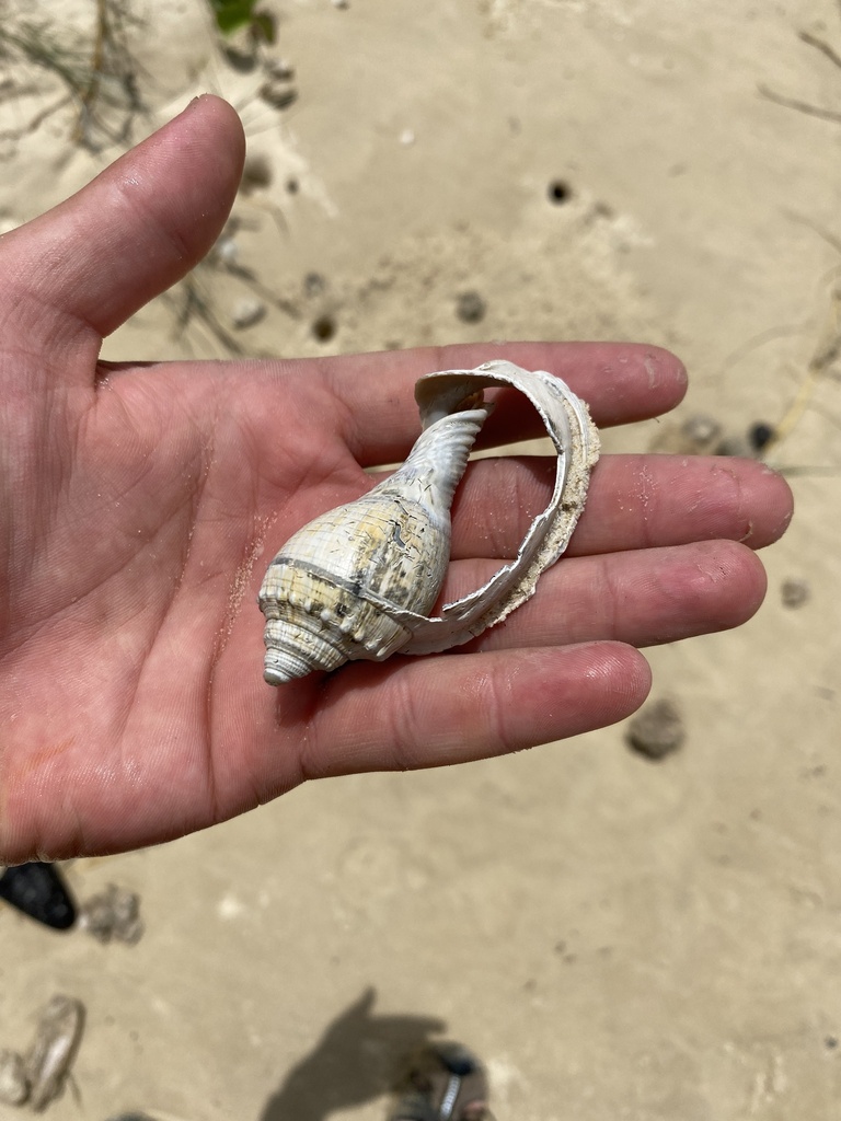 Banded Bonnet Snail from K'gari QLD 4581, Australia on December 12 ...