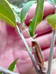Plagioscyphus