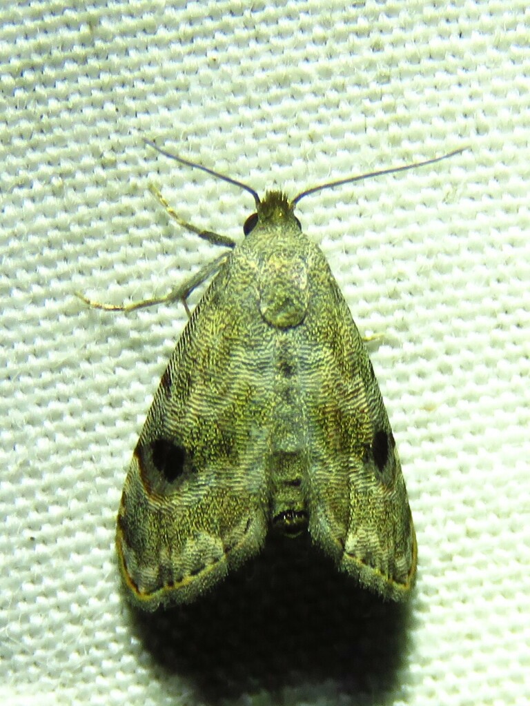 Abablemma brimleyana