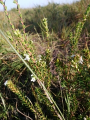 Epacris curtisiae