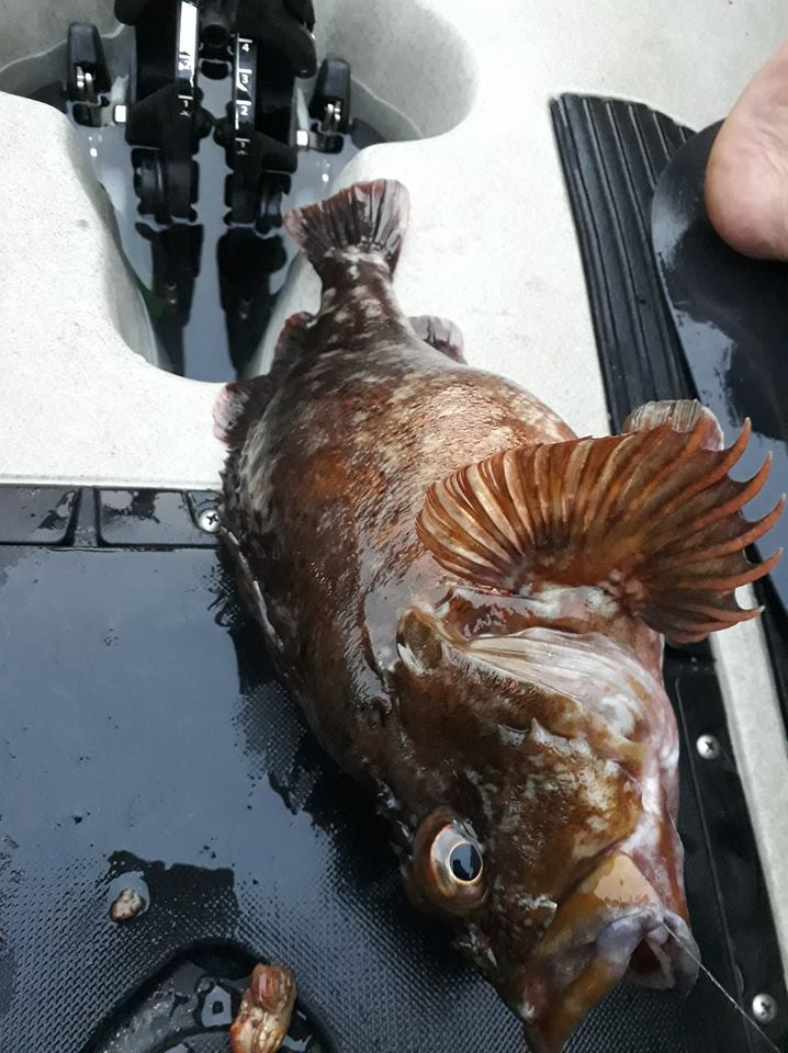 Common rockfish (Sebastiscus marmoratus) — Sebastidae
