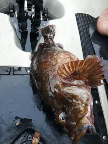Common rockfish (Sebastiscus marmoratus) — Sebastidae