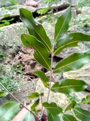 Plagioscyphus