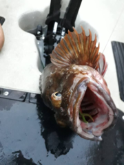 Sebastiscus marmoratus