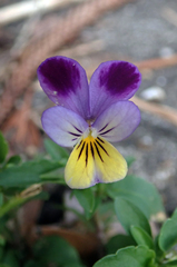 Viola × wittrockiana