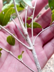 Plagioscyphus