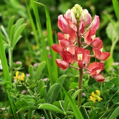 Lupinus texensis