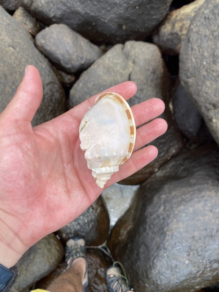 Banded Bonnet Snail from K'gari QLD 4581, Australia on December 12 ...