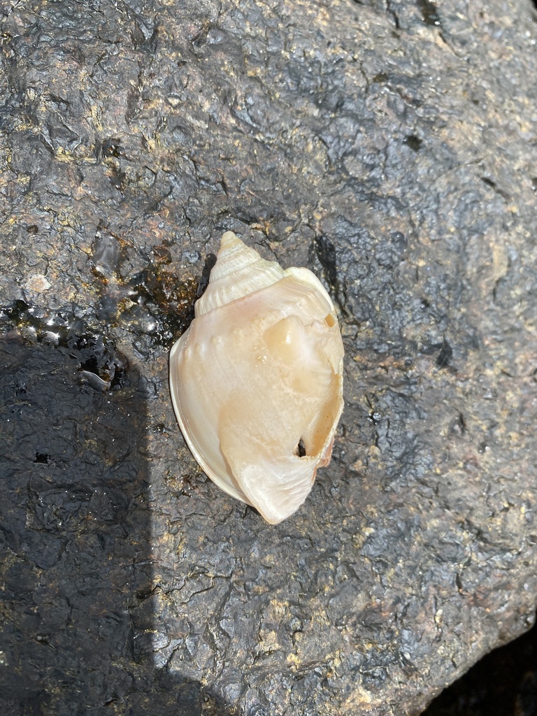 Banded Bonnet Snail from K'gari QLD 4581, Australia on December 12 ...