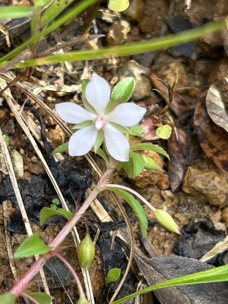 Creole Tea In November 2023 By Omar Monzon Carmona INaturalist creole-tea-in-november-2023-by-omar-monzon-carmona-inaturalist