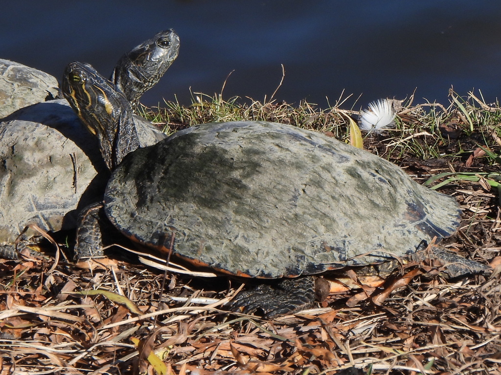 Eastern River Cooter from FM Vista West, Fort Worth, TX 76108, USA on ...