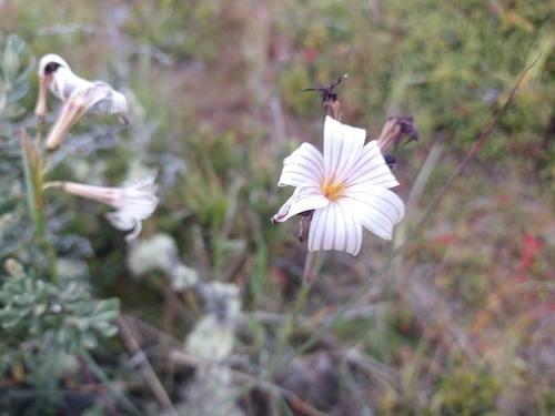 Image of Olsynium biflorum by (c) Pablo, some rights reserved (CC BY)
