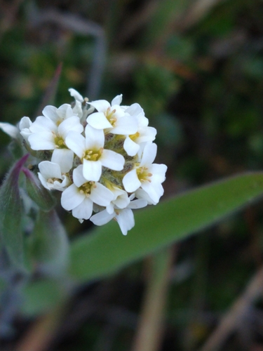 Draba magellanica, photograph 5