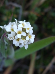 Draba magellanica, photograph (c) Pablo, some rights reserved (CC BY)