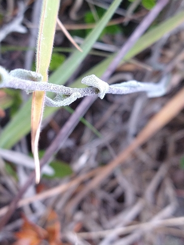 Draba magellanica, photograph 6