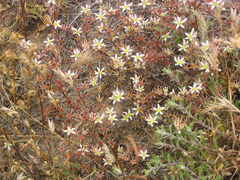 Dudleya blochmaniae blochmaniae