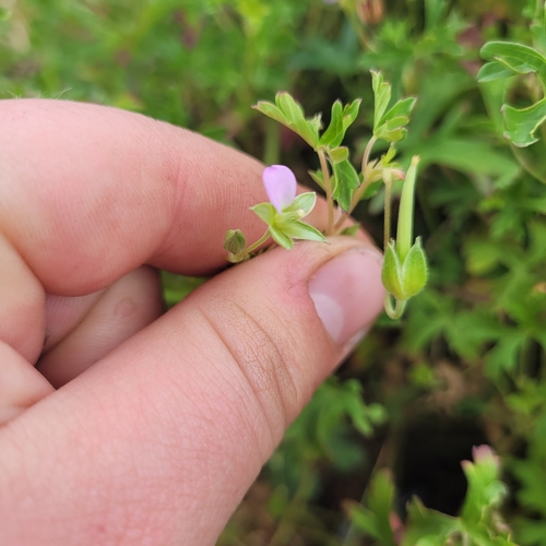 Image of Geranium retrorsum by (c) Julia Palmer, some rights reserved (CC BY-SA)