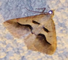 Digrammia subminiata