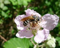Halictus farinosus