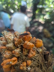 Leptoscelis quadrisignatus image