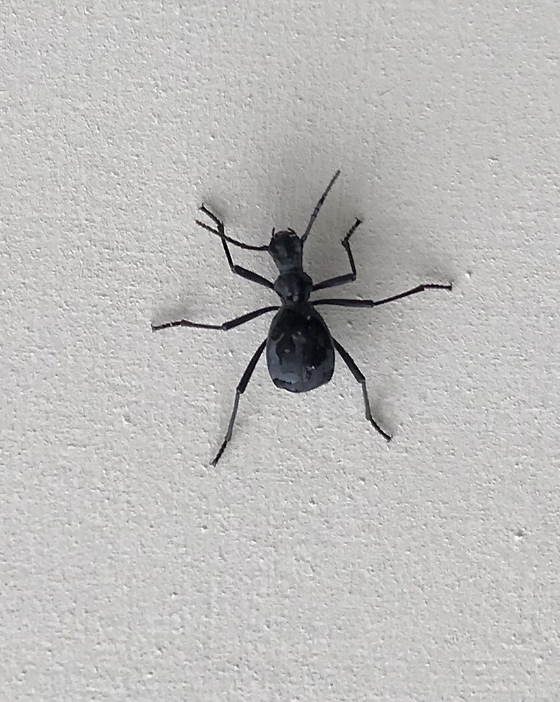 Leptoderis italicus
