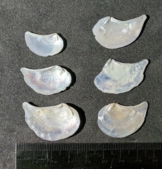 Heteroclidus punctatus