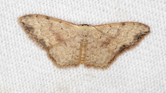Idaea halmaea
