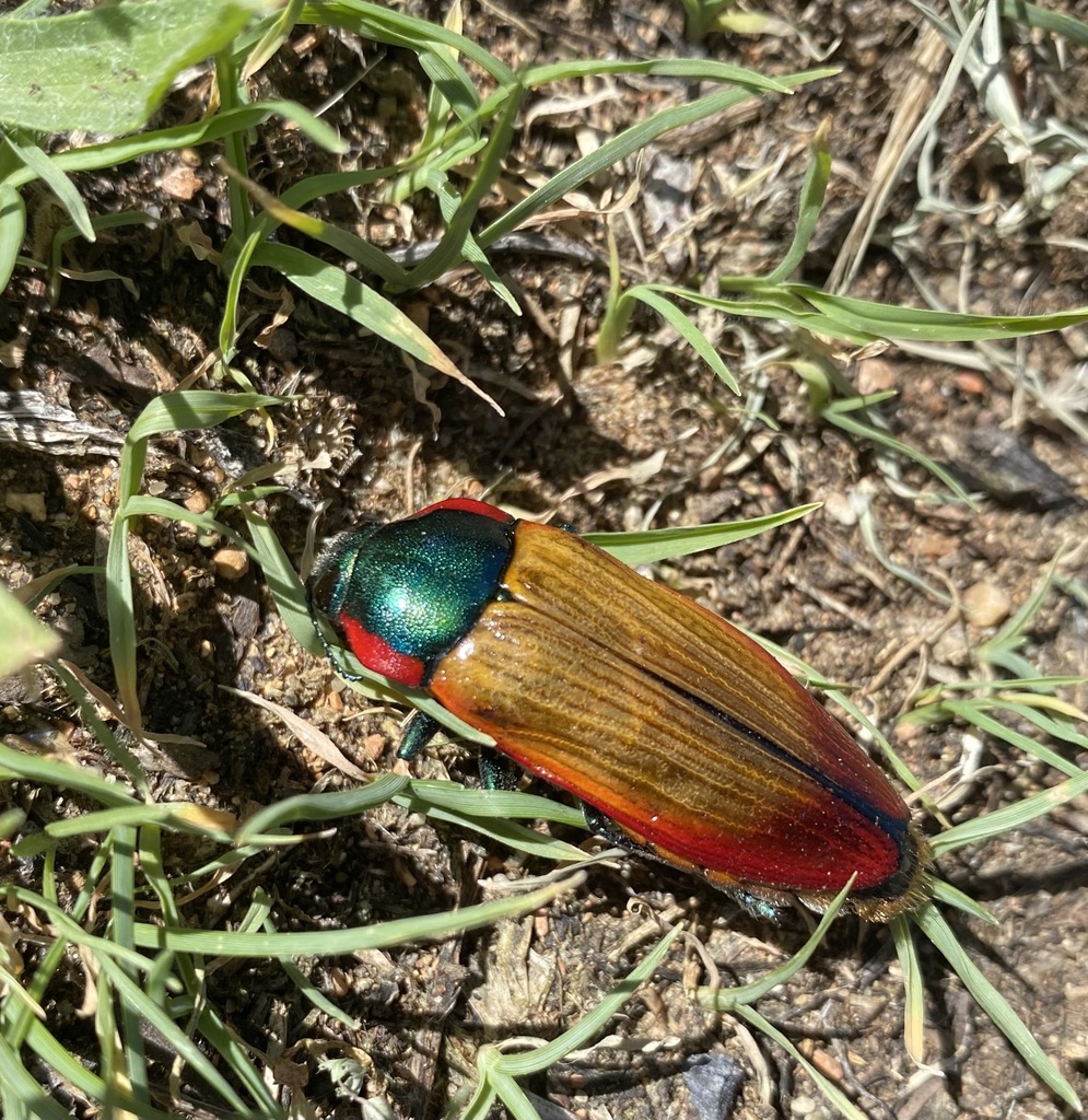 Temognatha affinis · iNaturalist