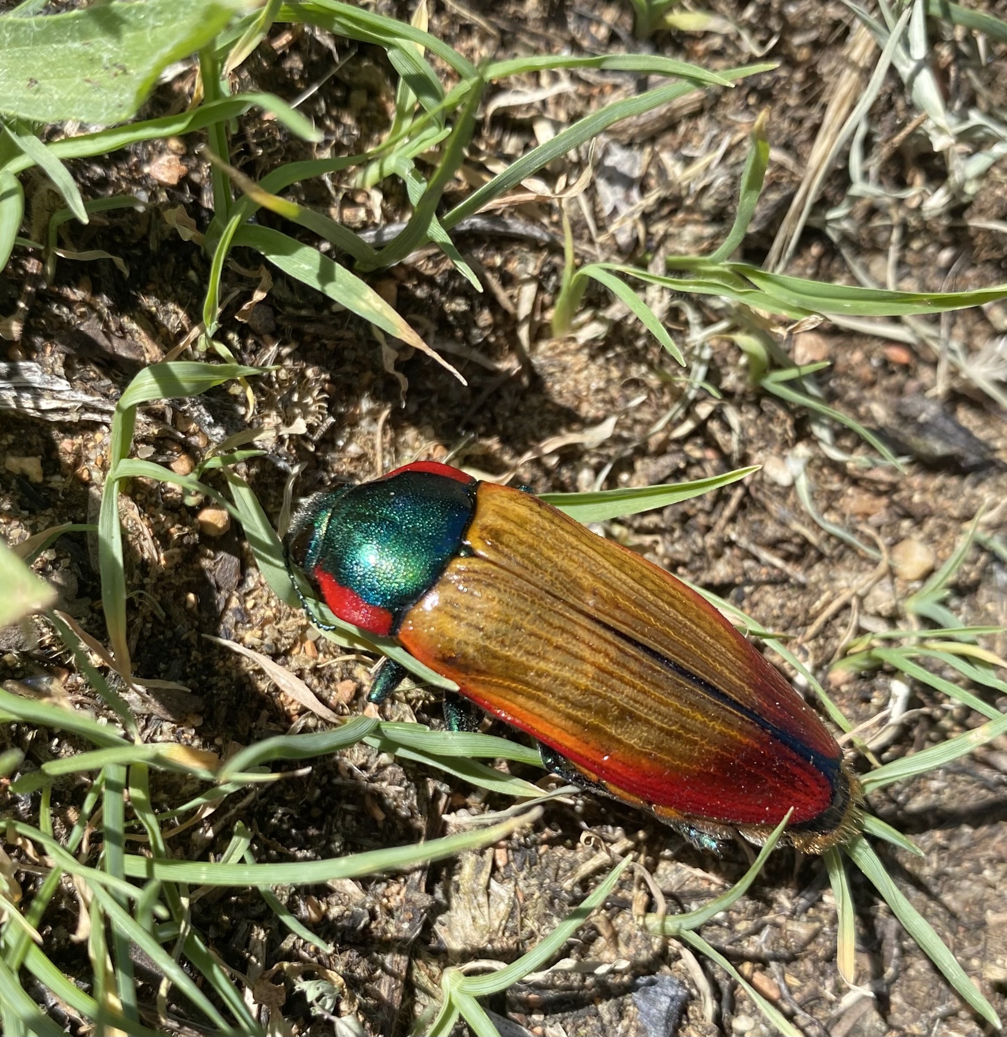 Temognatha affinis · iNaturalist