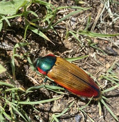 Temognatha affinis · iNaturalist