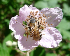 Halictus farinosus