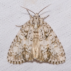 Acronicta retardata