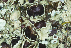 Xanthoparmelia lineola