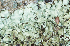 Xanthoparmelia lineola