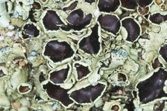 Xanthoparmelia lineola