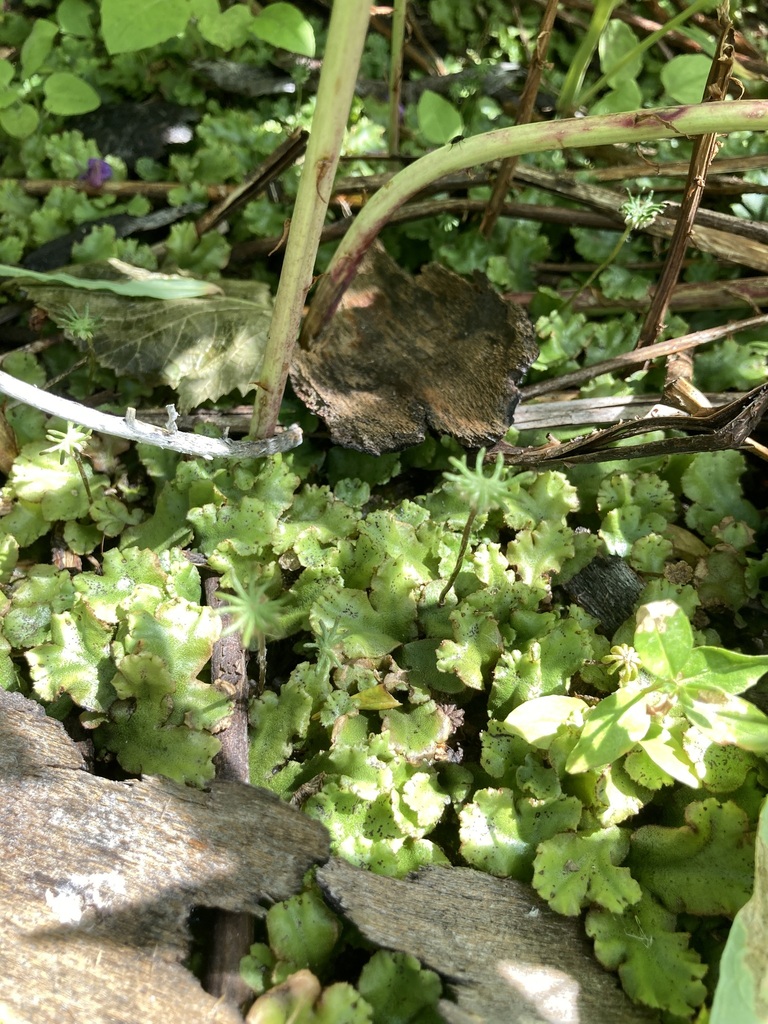 Common Liverwort from Improvement District No. 4, AB T0K, Canada on