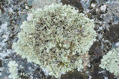 Xanthoparmelia lineola