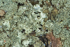 Xanthoparmelia mexicana