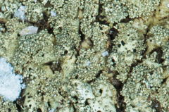 Xanthoparmelia mexicana