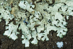 Xanthoparmelia mexicana