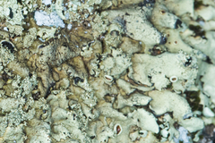 Xanthoparmelia mexicana