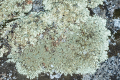 Xanthoparmelia mexicana